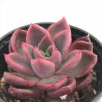 ショッピングエケベリア 多肉植物 hmエケベリア アラベスク 多肉植物 エケベリア 6cmポット