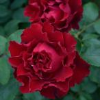 予約販売 バラ 苗 バラ 新苗 デルバール オマージュアバルバラ 契約品種 四季咲き 薔薇 ばら 送料無料 赤 has 4月中旬以降発送