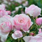 ショッピング薔薇 予約販売 バラ 苗 バラ 新苗 デルバール ビエドゥー 登録品種 四季咲き 薔薇 ばら 送料無料 ピンク has 4月中旬以降発送