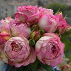 予約販売 バラ 苗 バラ 新苗 デルバール マルクシャガール 登録品種 四季咲き 薔薇 ばら 送料無料 ピンク has 4月中旬以降発送