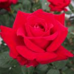 ショッピング薔薇 予約販売 バラ 苗 バラ 新苗 大輪 イングリットバーグマン 四季咲き 薔薇 ばら 赤 イングリッドバーグマン tros 4月中旬以降発送