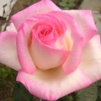  предварительный заказ распродажа роза рассада роза новый рассада большой колесо Princess du Monaco 4 сезон .. роза .. розовый Princess do Monaco tros 4 месяц средний . после отправка 