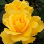 予約販売 バラ 苗 バラ 新苗 大輪 ヘンリーフォンダ 四季咲き 薔薇 ばら 黄色 tros 4月中旬以降発送