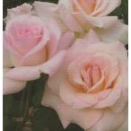 ショッピングバラ バラ苗 バラ新苗 ブライダルピンク 四季咲き 中輪 薔薇 ばら ピンク tros