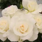 予約販売 バラ 苗 バラ 新苗 中輪 マーガレットメリル