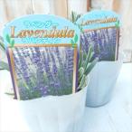 ラベンダー苗ラバンディン9cmポッ...