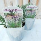 ラベンダー 苗 グロッソ 9cmポット 花苗 宿根草 ガーデニング ハーブ苗 Herb