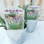 ラベンダー グロッソ  ハーブ 耐寒性多年草 9cmポット Herb