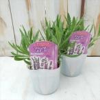  лаванда рассада сладкий 9cm pot цветок рассада . корень . садоводство трава рассада Herb