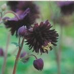 予約販売宿根草の咲く庭アクイレギア...