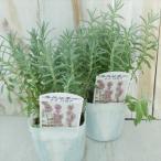 ショッピングラベンダー ラベンダー 苗 ナナロゼア  9cmポット 花苗 宿根草 ガーデニング ハーブ苗 Herb