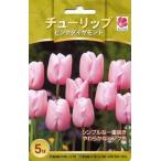 花の大和 球根 人気のチューリップ ピンクダイヤモンド5球セット