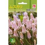 予約販売花の大和球根ムスカリコレク...