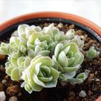 ショッピング多肉植物 多肉植物 hmオロスタキス ピーチパーフェクト 多肉植物 オロスタキス 6cmポット