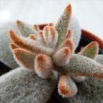 多肉植物 hmカランコエ 福兎耳変種 セピア 多肉植物 カランコエ 6cmポット