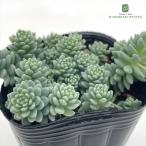 ショッピング多肉植物 多肉植物 seセダム マジョール 多肉植物 セダム 7.5cmポット