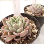 多肉植物 Skエケベリア ギルバのバラ 多肉植物 エケベリア 7 5cmポット Buyee Buyee Japanese Proxy Service Buy From Japan Bot Online