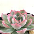 ショッピングエケベリア 多肉植物 skエケベリア シルエット 多肉植物 エケベリア 7.5cmポット