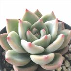 ショッピング多肉植物 多肉植物 skエケベリア シャーロット 多肉植物 エケベリア 7.5cmポット