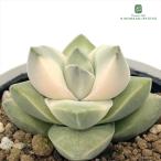  суккулентное растение hmklasla moonglow ... река . суккулентное растение klasla6cm pot 