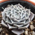 ショッピング多肉植物 多肉植物 hmエケベリア ヒアリナ 多肉植物 エケベリア 6cmポット