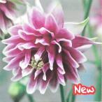 予約販売宿根草の咲く庭アクイレギア...