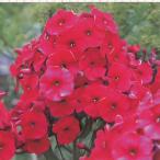 フロックスの花苗の販売店 価格ランキング くらし店舗検索 たくさんくらし