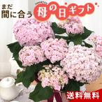 \まだ間に合う/ 母の日 プレゼント アジサイ てまりてまりピンク 5号鉢 送料無料 母の日ギフト 花 鉢植え あじさい 紫陽花