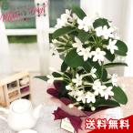ショッピング花 母の日 プレゼント マダガスカルジャスミン 4号鉢 送料無料 母の日ギフト 花 鉢植え best