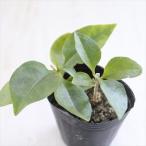 o.. черепаха рассада . юг . черепаха похоже 9cm pot oka водоросли вакамэ овощи рассада огород 