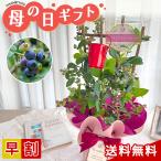 母の日 プレゼント ブルーベリー 大実系2品種植え 5号鉢 送料無料 母の日ギフト 花 鉢植え best