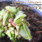 予約販売 不思議な食虫植物 セファロタス 食虫植物 フクロユキノシタ 3.5号鉢  dsy 6月中旬以降発送