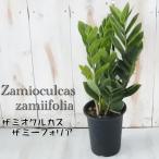 観葉植物 ザミオクルカス ザミーフォリア 4号鉢 観葉植物 室内 贈り物 プレゼント インテリア おしゃれ