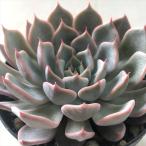 ショッピング多肉植物 多肉植物 skエケベリア ピンクザラゴーサ 多肉植物 エケベリア 7.5cmポット
