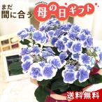 【遅れてごめんね】母の日 プレゼント アジサイ ドリップブルー 5号鉢 送料無料 母の日ギフト 花 鉢植え あじさい 紫陽花