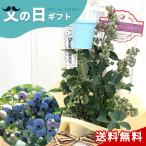 父の日 プレゼント ブルーベリー 2品種植え 5号鉢 送料無料 父の日ギフト 花 鉢植え