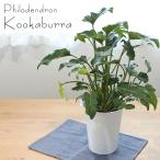 ショッピング観葉植物 観葉植物 クッカバラ フィロデンドロン ザナドゥー 6号鉢 送料無料 観葉植物 室内 贈り物 プレゼント インテリア おしゃれ