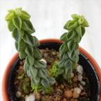 多肉植物hmペペロミアコルメラ多肉...