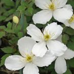 ショッピングクレマチス 予約販売 クレマチス 苗 Ｍスノーフレーク モンタナ系 2年生株 充実大株 12cmポット clm 3月上旬以降発送