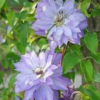 ショッピングクレマチス 予約販売 クレマチス 苗 天塩（てしお）パテンス系 2年生株 充実大株 12cmポット clm 3月上旬以降発送