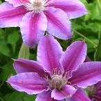 予約販売 クレマチス 苗 ドクタールッペル パテンス系 2年生株 12cmポット 充実大株 clm 3月上旬以降発送