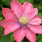 予約販売 クレマチス 苗 リトルマーメイド パテンス系 2年生株 充実大株 12cmポット clm 3月上旬以降発送