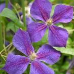 予約販売 クレマチス 苗 スターオブインディア ジャックマニー系 2年生株 充実大株 12cmポット clm 3月上旬以降発送