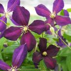 予約販売 クレマチス 苗 ミケリテ ジャックマニー系 2年生株 充実大株 12cmポット clm 3月上旬以降発送