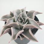 ショッピングエケベリア 多肉植物 skエケベリア マディバ 多肉植物 エケベリア 7.5cmポット