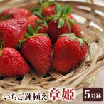  клубника рассада глава .5 номер горшок растение в горшке .... клубника . клубника овощи рассада огород 