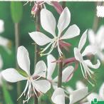 予約販売宿根草の咲く庭ガウラ苗スパ...