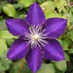 予約販売 クレマチス 苗 穂高 ラヌギノーサ系 2年生株 充実大株 12cmポット clm 3月上旬以降発送