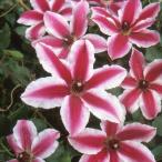 ショッピングクレマチス 予約販売 クレマチス 苗 パミーナ 早咲き大輪系 2年生株 充実大株 12cmポット clm 3月上旬以降発送