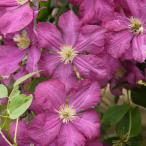 予約販売 クレマチス 苗 ジェニーカディック ビチセラ系 2年生株 充実大株 12cmポット clm 3月上旬以降発送